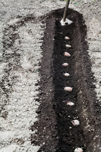 schoffel en zaad aardappelen in furrow - Foto, afbeelding