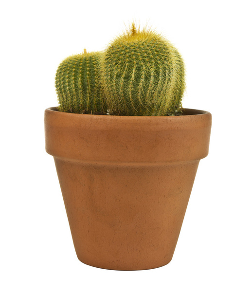 Young Cactus in Brick Color Pot - Photo, Image