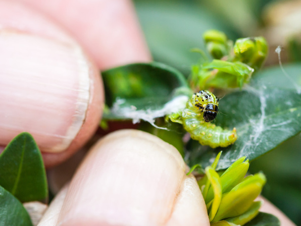 viljelijä poistaa hyönteisten tuholaisten toukan
 - Valokuva, kuva