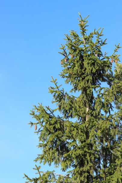 green tree on background of blue sky - Fotoğraf, Görsel