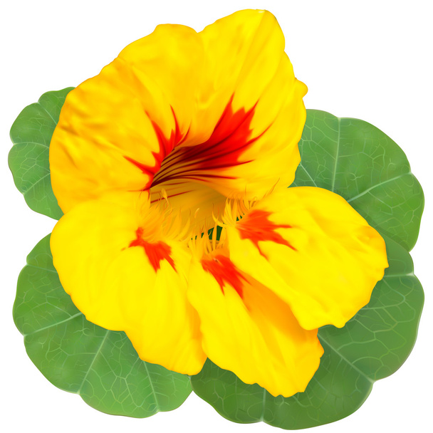 Fleur de nasturtium jaune-rouge
 - Vecteur, image