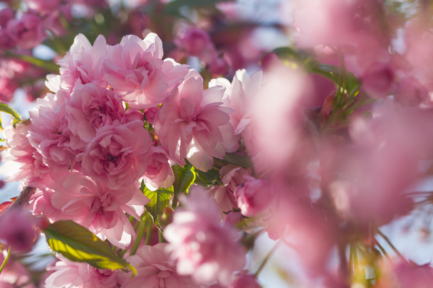Cherry blossom tree at spring - Fotoğraf, Görsel