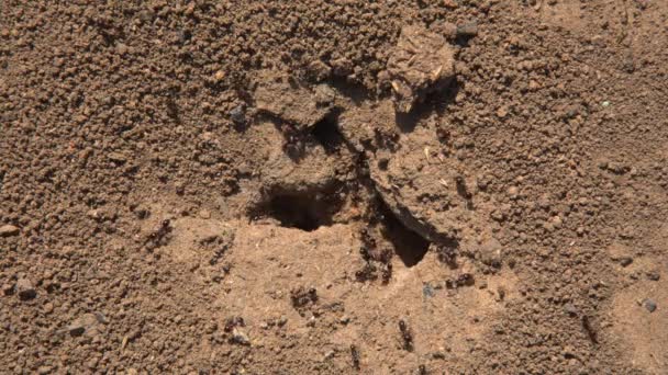 Ameisenhaufen im Boden - Filmmaterial, Video