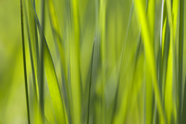 Green grass. - Fotoğraf, Görsel