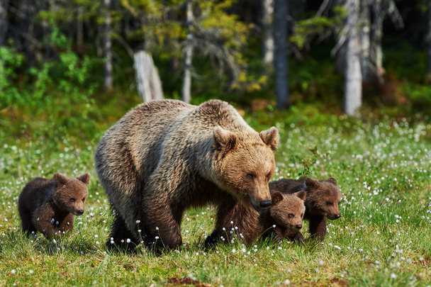 Матушка бурый медведь и ее детеныши
 - Фото, изображение