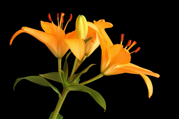 Naranja flor de lirio día aislado sobre fondo negro
 - Foto, imagen