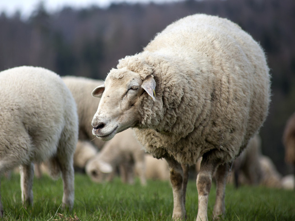 pecore fuori sul prato
 - Foto, immagini