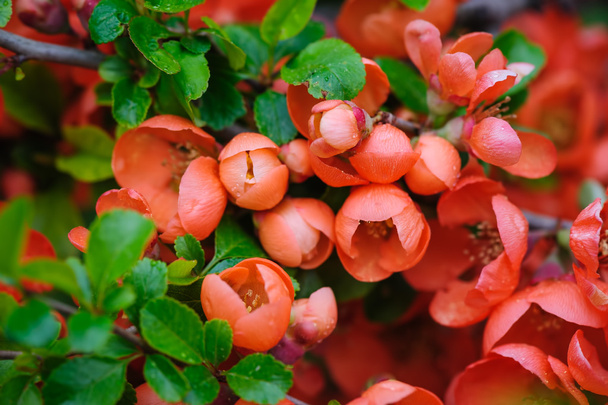 Flowering quince closeup - Photo, Image