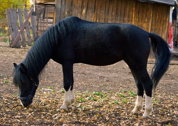 Black horse - Fotoğraf, Görsel