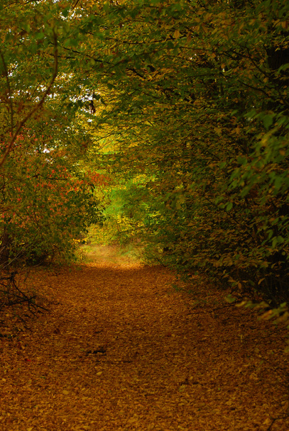 Autumn landscape - Fotoğraf, Görsel