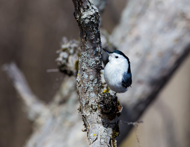 White-breasted nuthatch  - Photo, Image