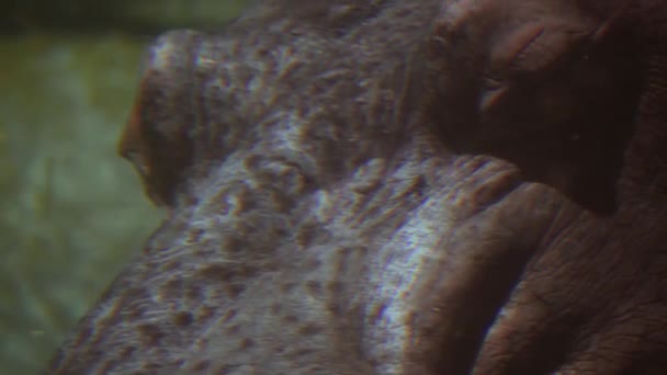 Burun delikleri yukarıda belgili tanımlık yüzey, 4 k yetiştirme Hippo closeup - Video, Çekim