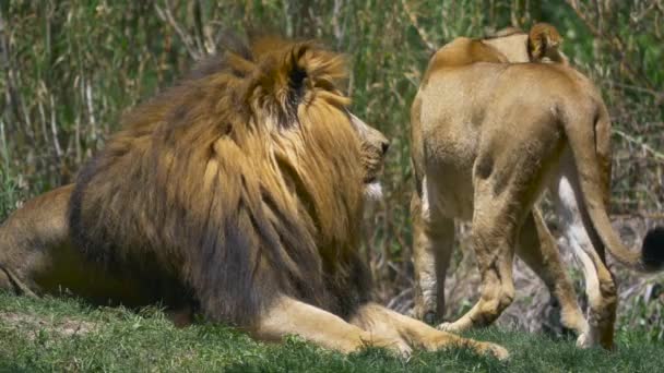 Lev v zelené trávě vedle lvice, 4 k - Záběry, video