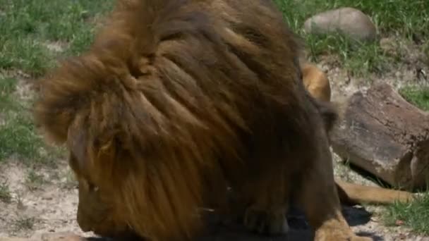 Ausgewachsene männliche Löwen fressen Fleisch, das zu ihm geworfen wird - Filmmaterial, Video