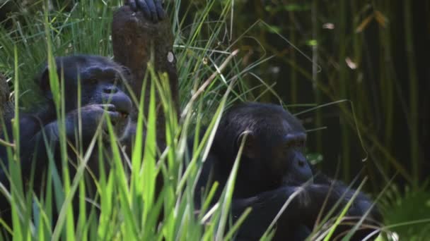 何かは、彼らの注意は、4 k をキャッチする前に、2 つのチンパンジーがお互いを見てください。 - 映像、動画