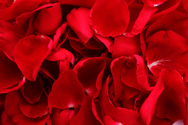 Hermosos pétalos de rosas rojas
 - Foto, Imagen
