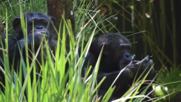 Два шимпанзе проводят время, собирая и жуя
 - Кадры, видео