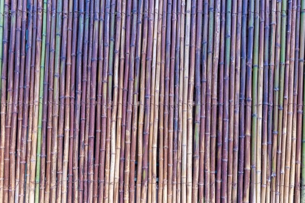 Bambu em fundo verde, amarelo e marrom
 - Foto, Imagem