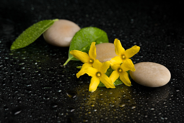 галька і жовта квітка на чорному з краплями води
 - Фото, зображення