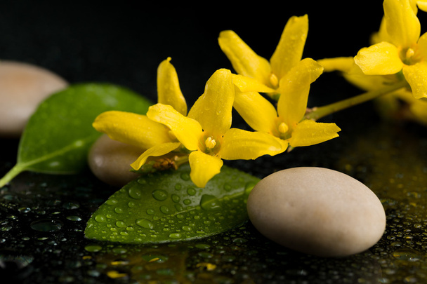 βότσαλα και κίτρινο λουλούδι σε μαύρο με σταγόνες νερό - Φωτογραφία, εικόνα