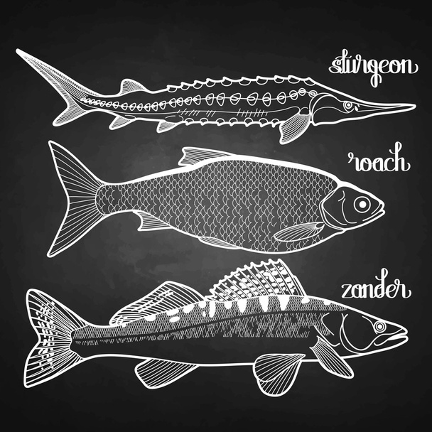 Raccolta di pesci grafici
 - Vettoriali, immagini