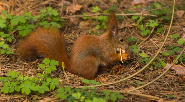 Sincap kırmızı kürk komik hayvanlar orman arka plan vahşi doğa hayvan üzerinde tematik bahar - Fotoğraf, Görsel