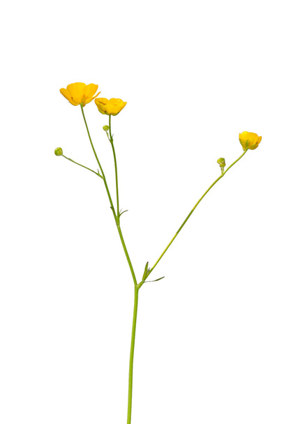Buttercup (Ranunculus) - Photo, Image