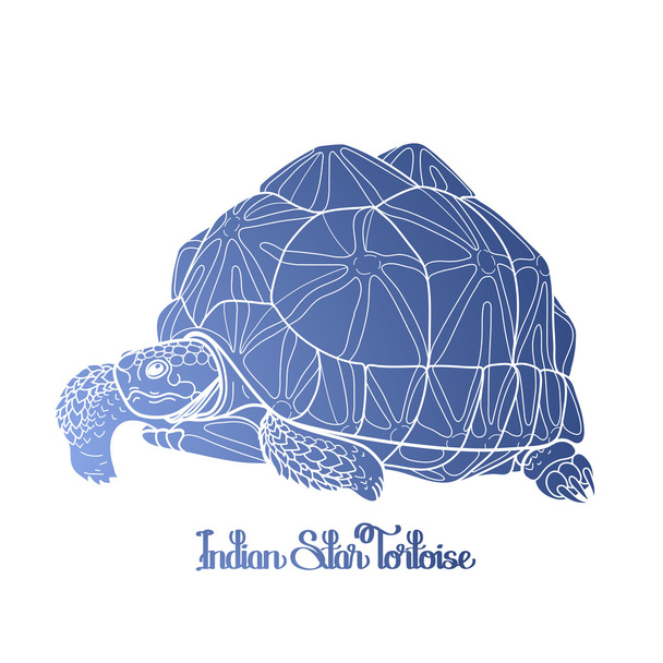 tartaruga estrela indiana
 - Vetor, Imagem