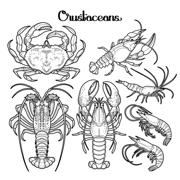 Graphic crustaceans collection - Vector, Image