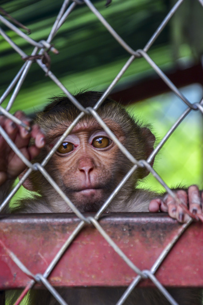 einsamer, trauriger Affe in einem Käfig in Thailand - Foto, Bild