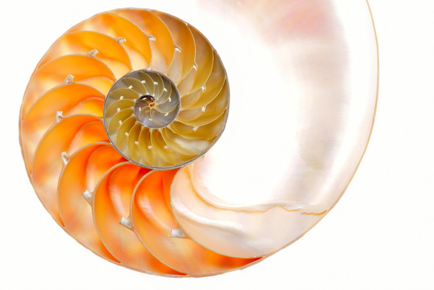 Nautilus shell isolated on white background - Фото, зображення