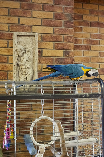 Ara pappagallo su un ramo con un muro di mattoni di sfondo. Il pappagallo di Macaw in ufficio. Ara pappagallo
. - Foto, immagini