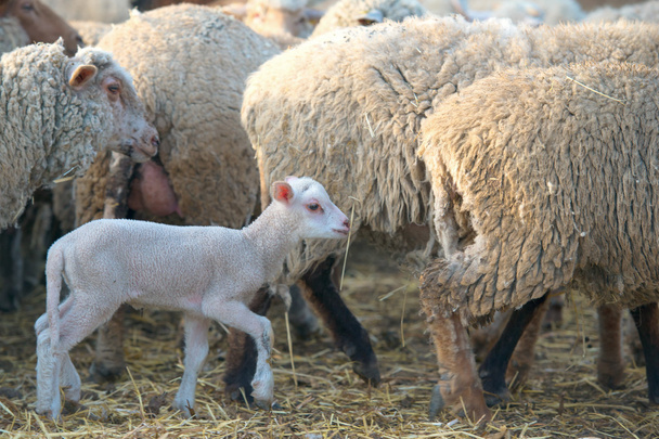 Белый ягненок, которому несколько дней, стоит рядом с овцами
 - Фото, изображение