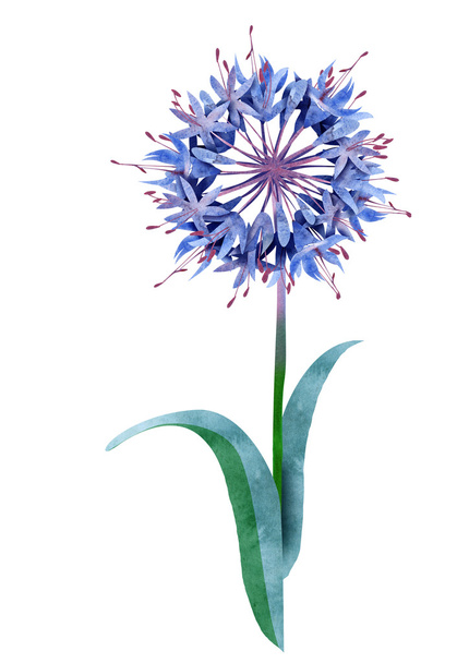 Watercolor Agapanthus Flower - Foto, afbeelding