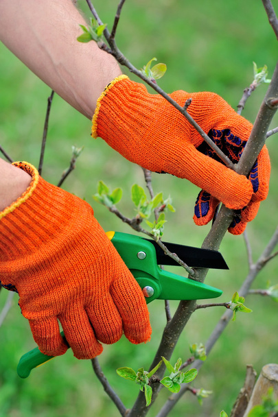 Hände mit Handschuhen des Gärtners bei Wartungsarbeiten, Baumschnitt - Foto, Bild