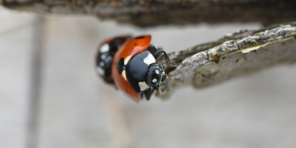doğada uğur böceği - Fotoğraf, Görsel