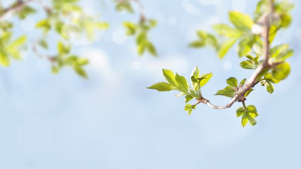 гілки з зеленим листям
  - Фото, зображення