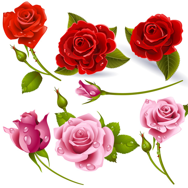 Rosas rojas - Vector, imagen