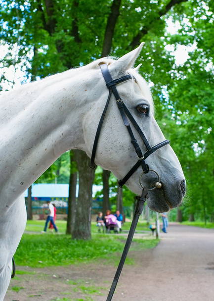 White horse - Fotoğraf, Görsel