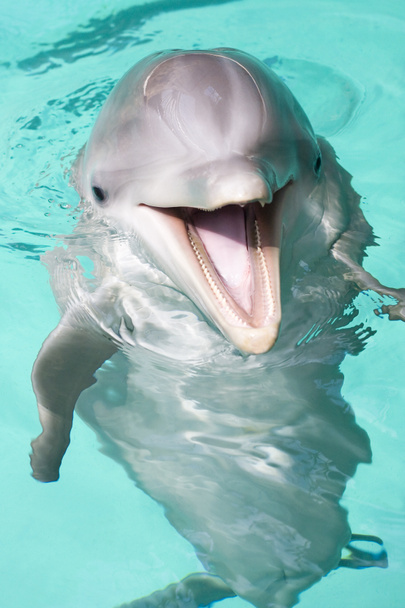 Delfín mular
 - Foto, imagen