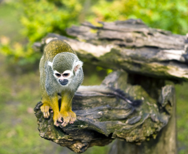 Common squirrel monkey - Fotoğraf, Görsel
