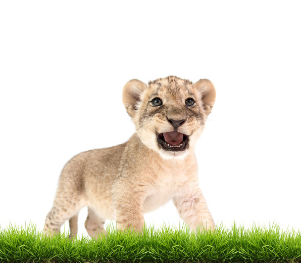 baby lion (panthera leo) isolated  - Photo, Image