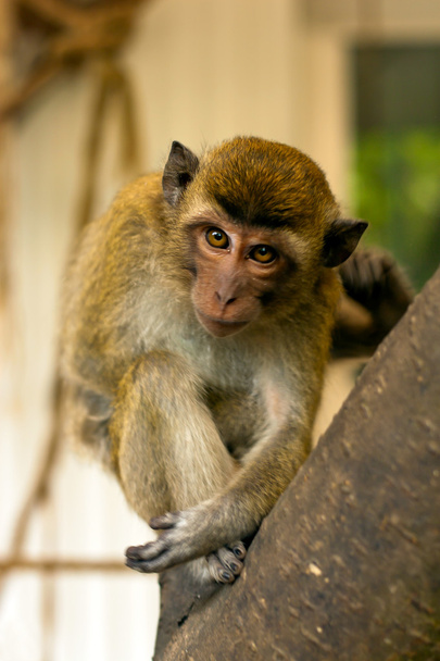 Monkey - Foto, afbeelding