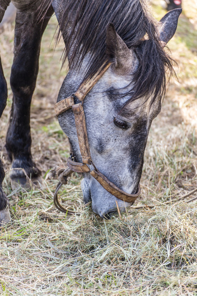 Gros plan d'un cheval mangeant du foin
 - Photo, image
