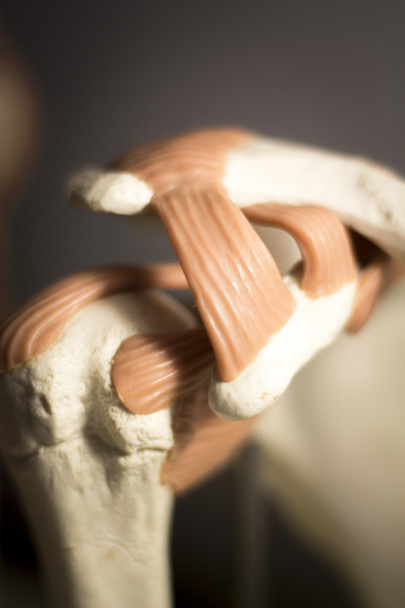 Schouder gezamenlijke meniscus model - Foto, afbeelding