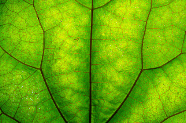 緑の葉と静脈のテクスチャ - 写真・画像