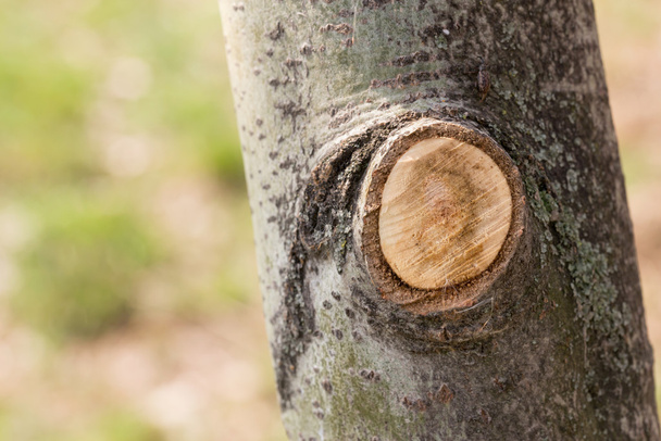 Κλαδί αποκοπεί σε ένα δέντρο - Φωτογραφία, εικόνα