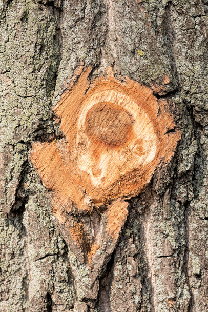 Ветвь, отсеченная на дереве
 - Фото, изображение