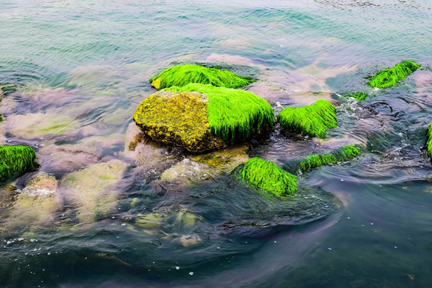 Natuurlijke groene mos - Foto, afbeelding