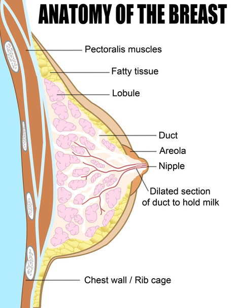 Anatomy of the breast - Vector, Image